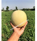 Muskmelon / Kharbooja F1 Iris Melon-123 10 grams